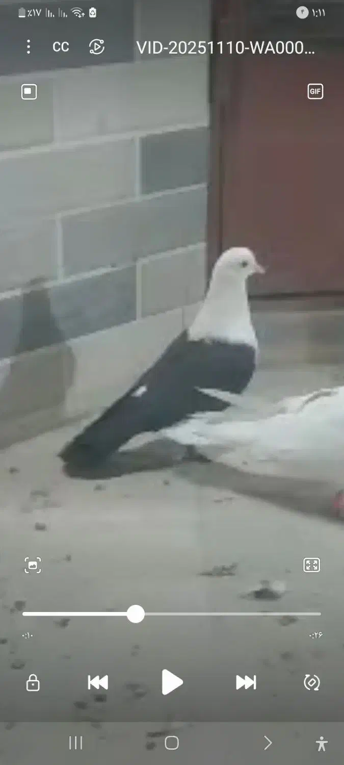 رنگی کفتر کلسفید|پرنده|قم, باغ کرباسی|دیوار