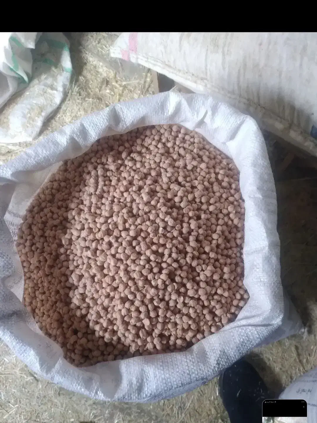 نخود بهاره|عمده‌فروشی|کرمانشاه, |دیوار