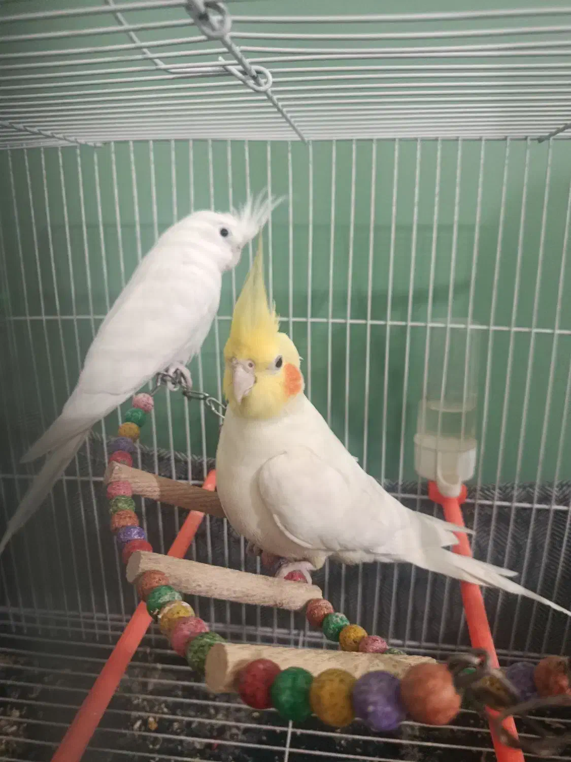 عروس هلندی|پرنده|گلبهار, شهر جدید گلبهار|دیوار