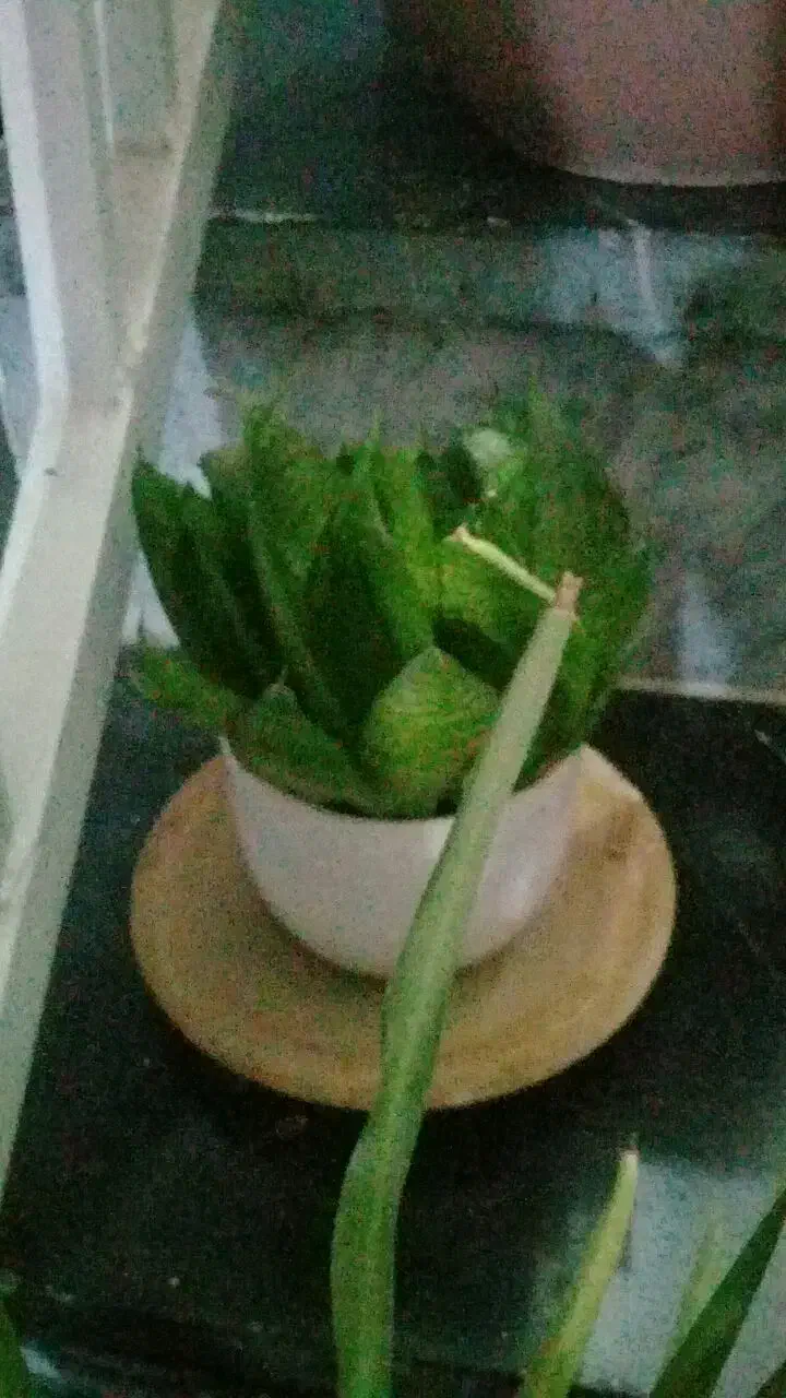 معاوضه گل و گلدان طبیعی|گل و گیاه طبیعی|کرمانشاه, |دیوار