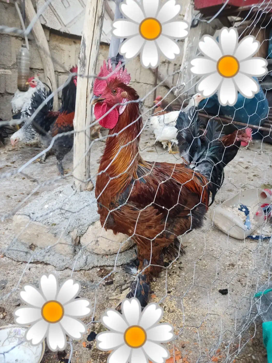 خر‌وس محلی|حیوانات مزرعه|دهدشت, |دیوار