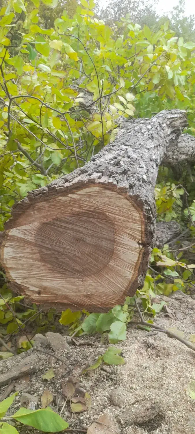 هرس حرفه ایی چوب و خرید|خدمات باغبانی و درختکاری|گلپایگان, |دیوار