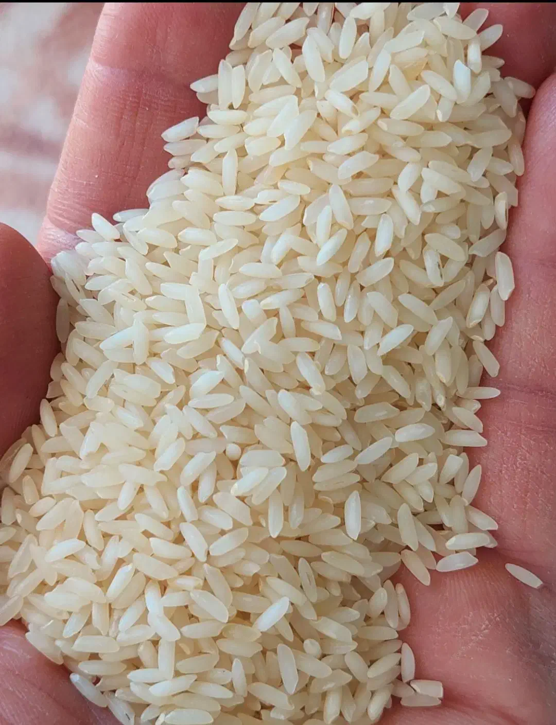 برنج هندی|خوردنی و آشامیدنی|تهران, ترمینال غرب|دیوار