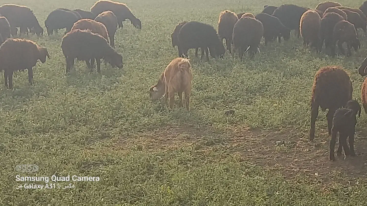 بز غاله برای قربانی|حیوانات مزرعه|نقده, |دیوار