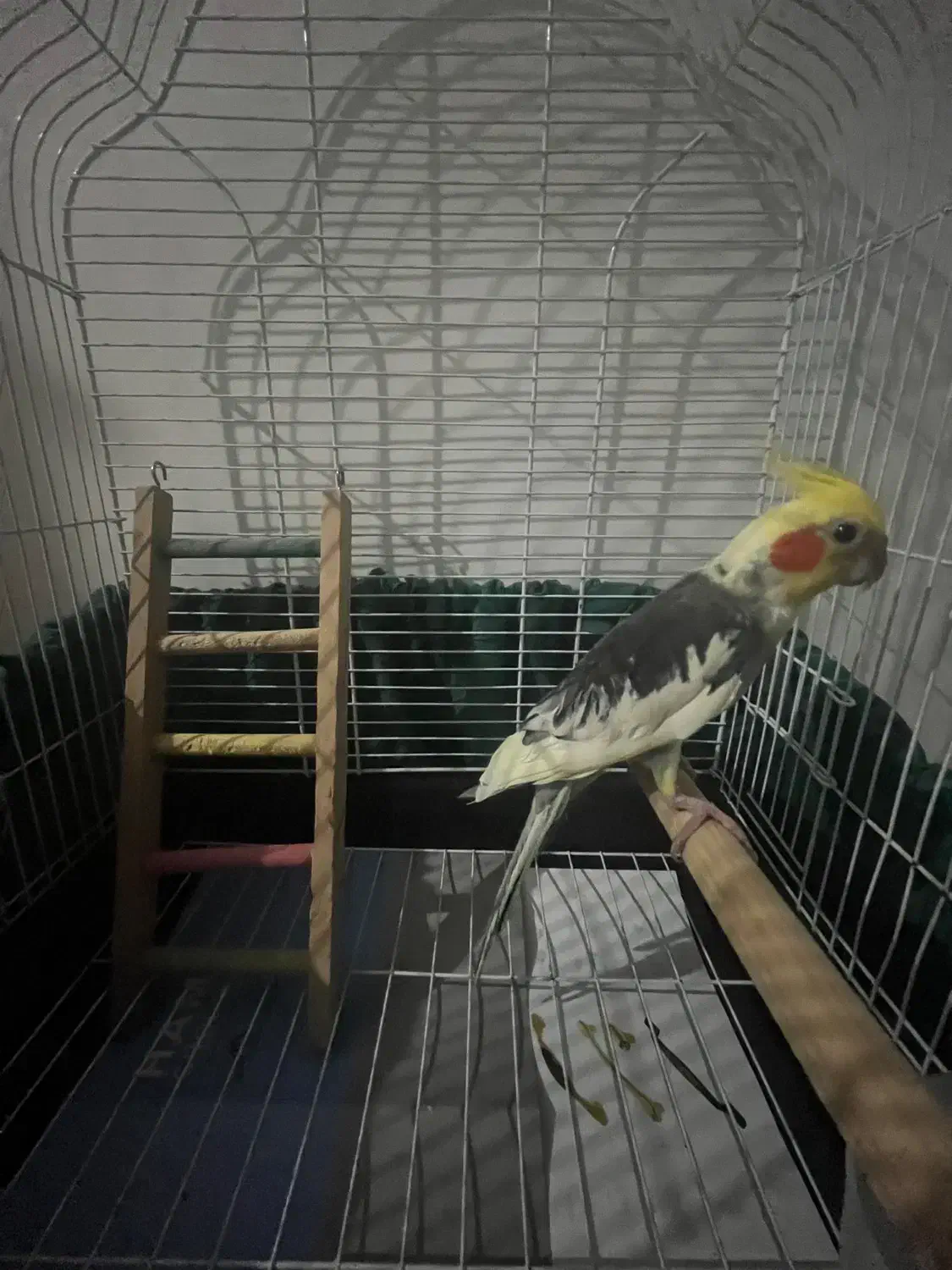 عروس هلندی نر بالغ|پرنده|تهران, جنت‌آباد مرکزی|دیوار