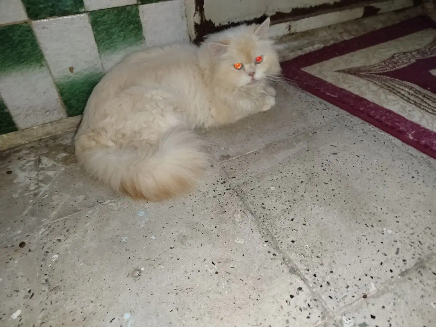 پرشین هیمالین نر عقیم شده|گربه|کرج, گلشهر|دیوار