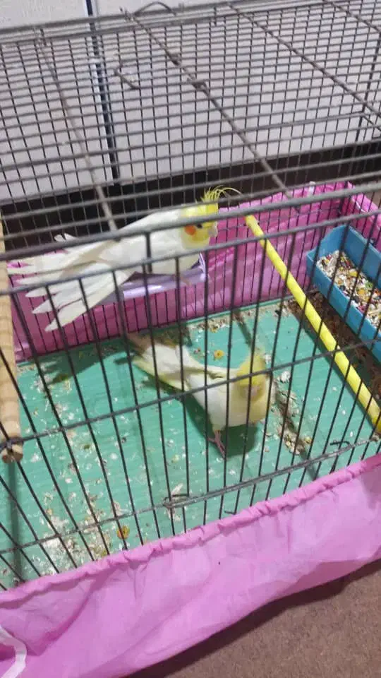 چند جفت عروس پاریس|پرنده|بندر ماهشهر, |دیوار