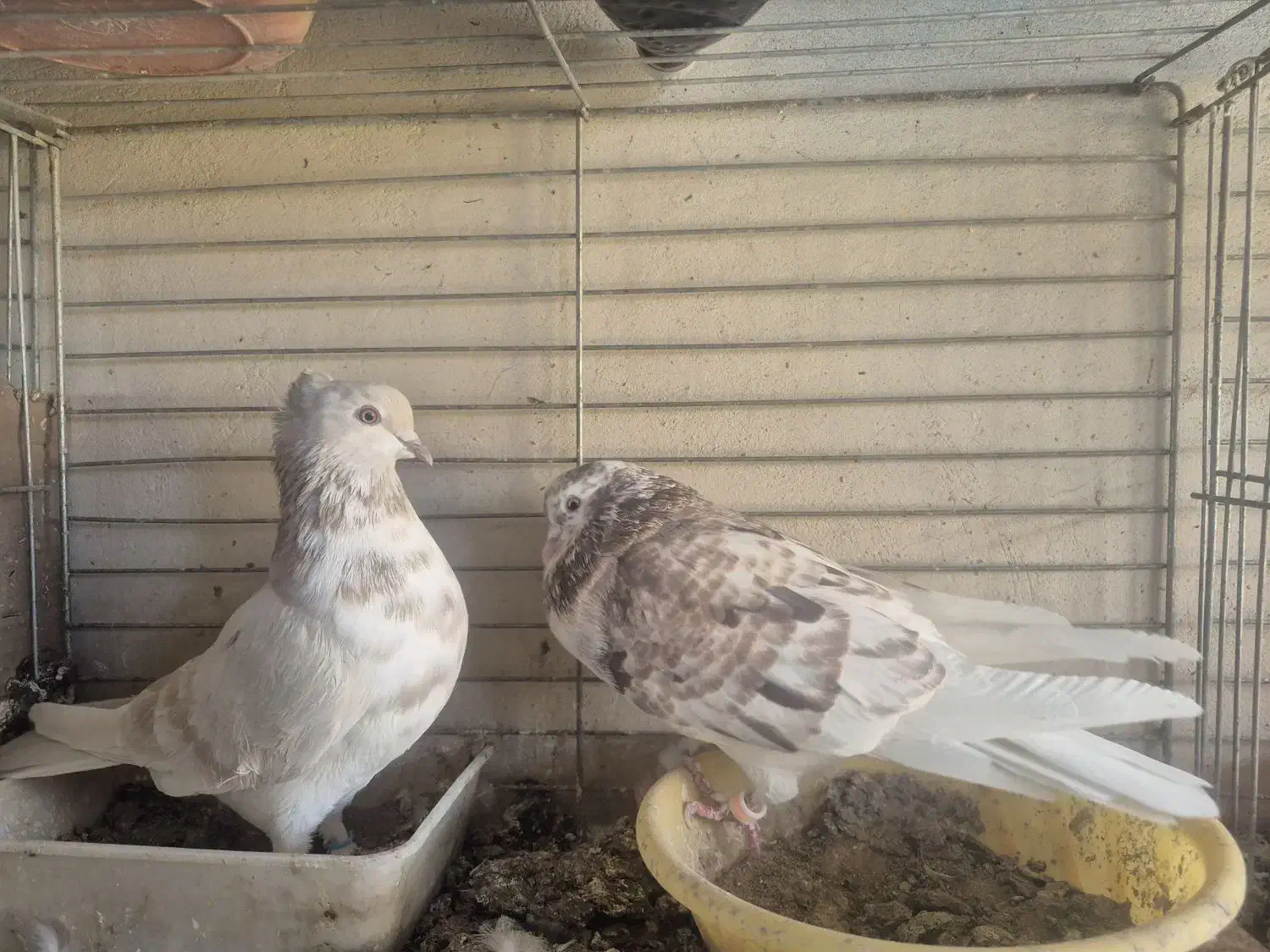 کبوتر پرشی تیرماهی|پرنده|خمینیشهر, |دیوار