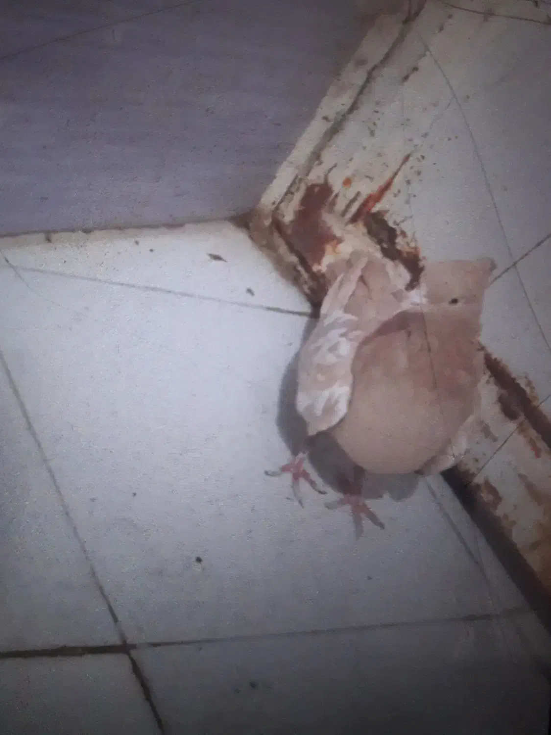 کفترسینه|پرنده|تربتحیدریه, آغوی|دیوار