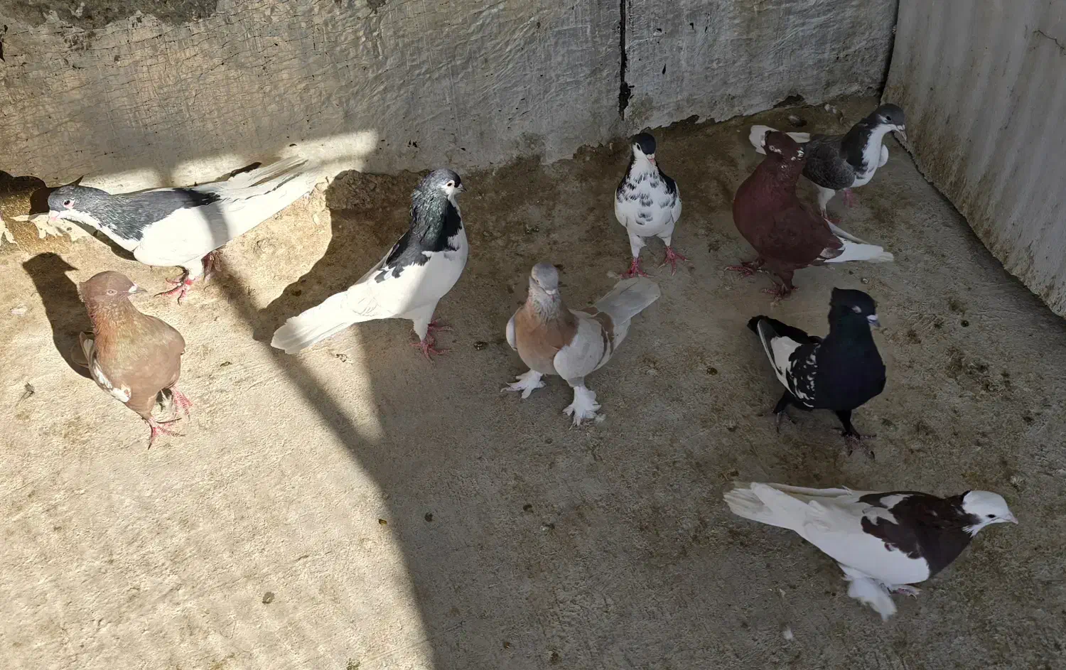 کبوتر|پرنده|شیراز, شیخ علی چوپان|دیوار