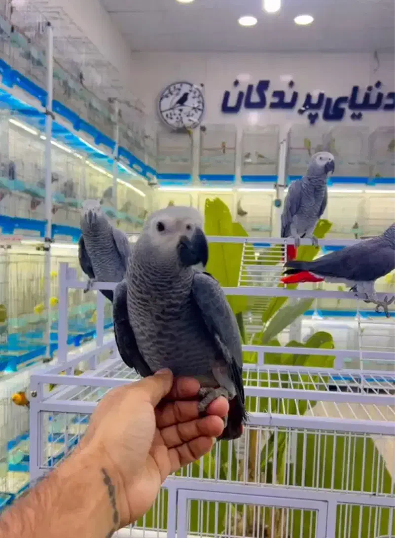 طوطی سخنگو|پرنده|شیراز, لب آب|دیوار