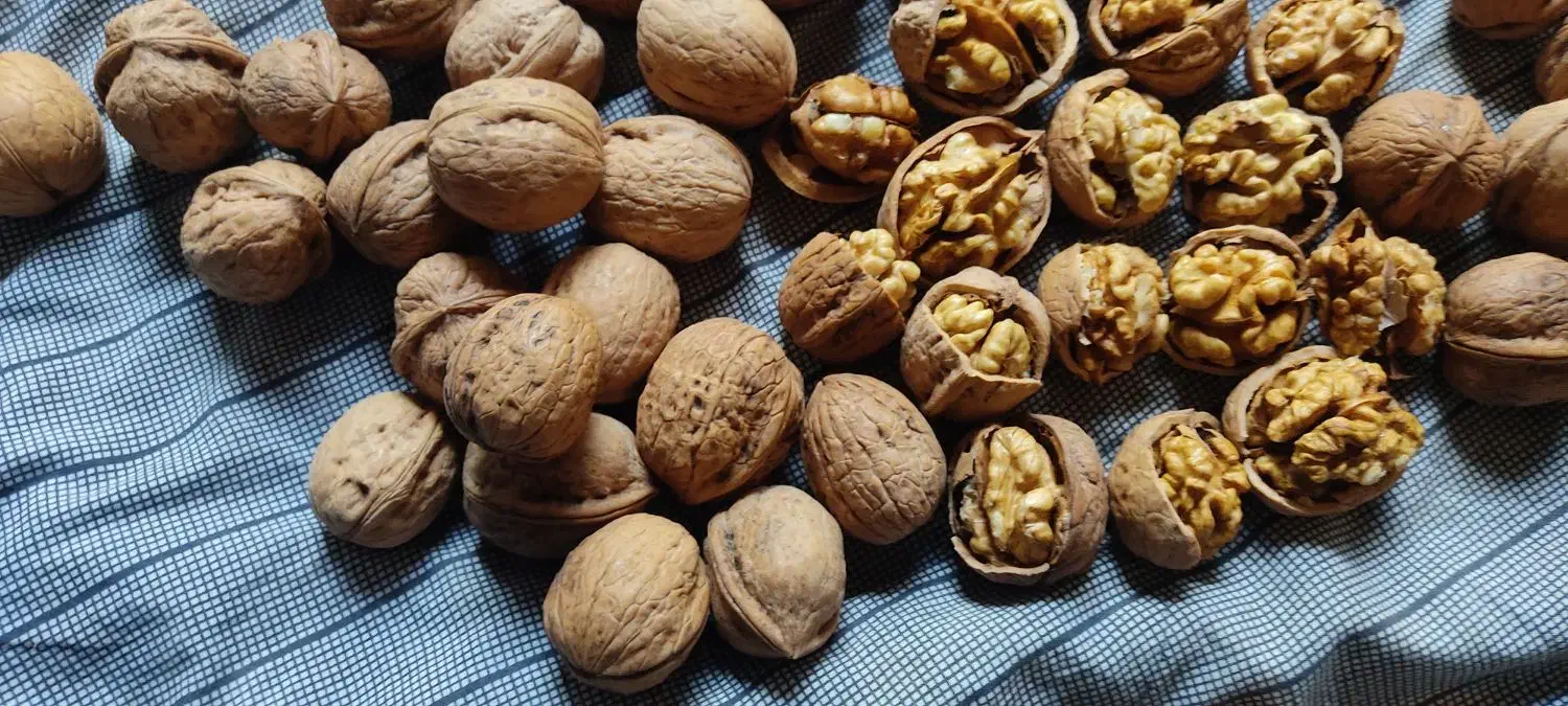 گردو اورگانیک|خوردنی و آشامیدنی|مهاباد (آذربایجان غربی), |دیوار