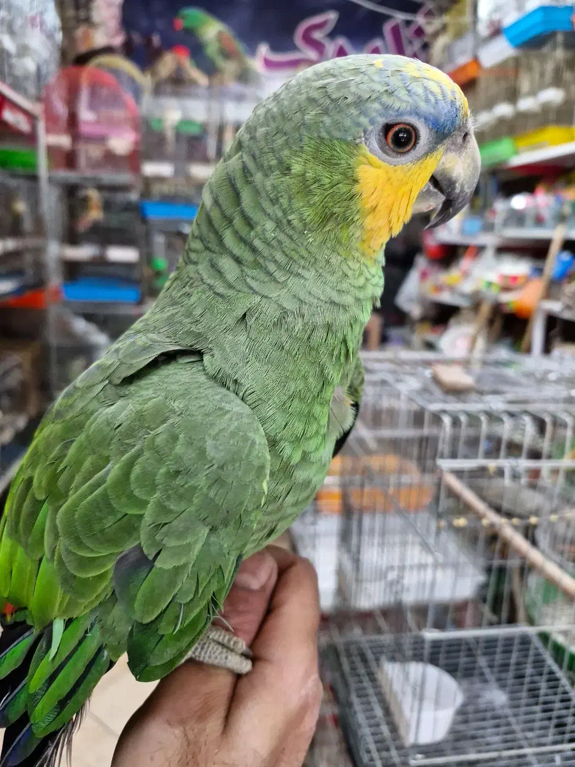 آمازون پیشونی آبی فول دستی کلامدار|پرنده|اصفهان, حسین‌آباد|دیوار