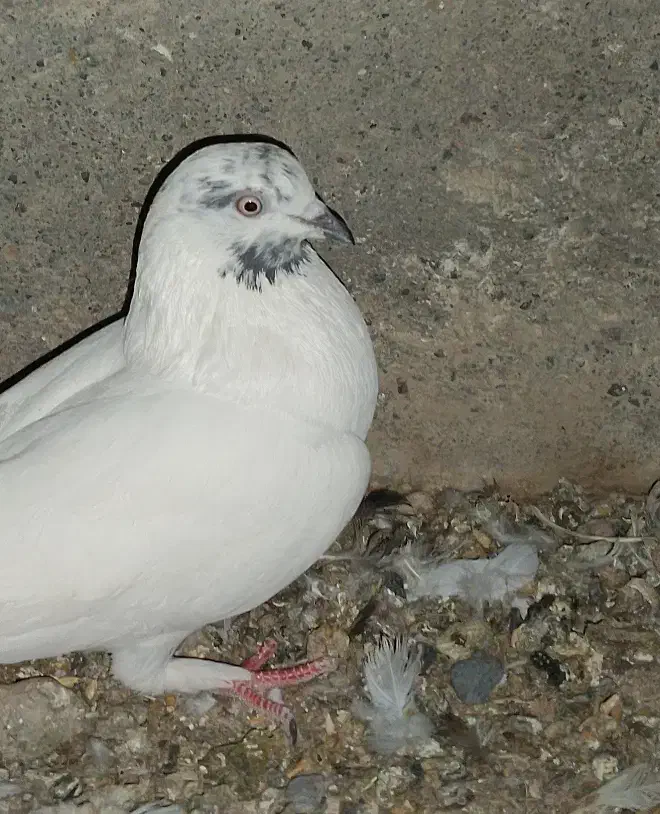 کفتر کلع خال ماده|پرنده|جیرفت, |دیوار