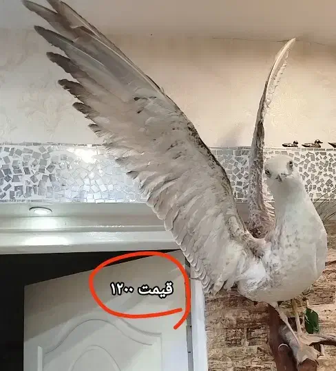 دکوری و مجسمه خونه هاتونو خاص و زیبا کنید|مجسمه، تندیس، ماکت|رشت, کوی عرفان|دیوار