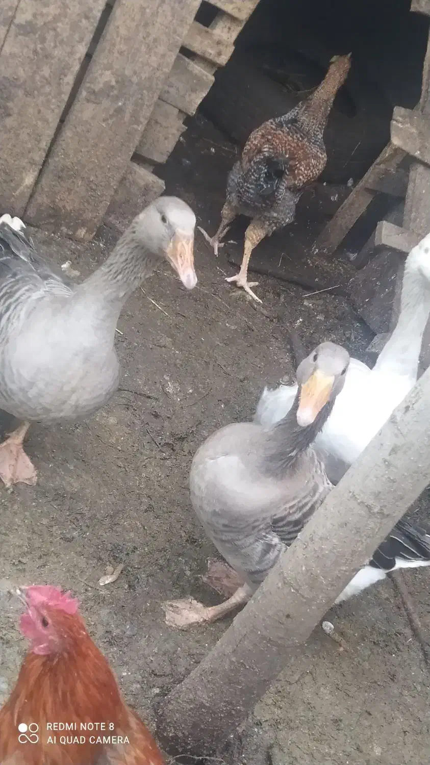 فروش غاز محلی|حیوانات مزرعه|رحیمآباد, |دیوار