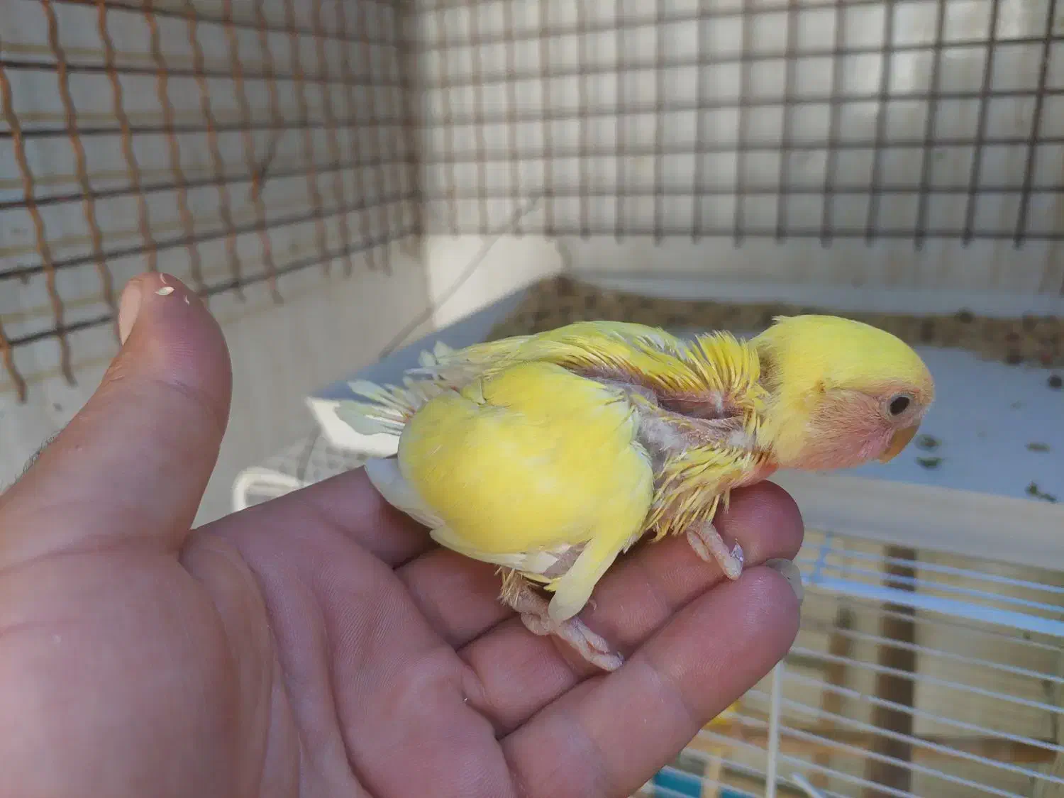 طوطی برزیلی|پرنده|یاسوج, |دیوار