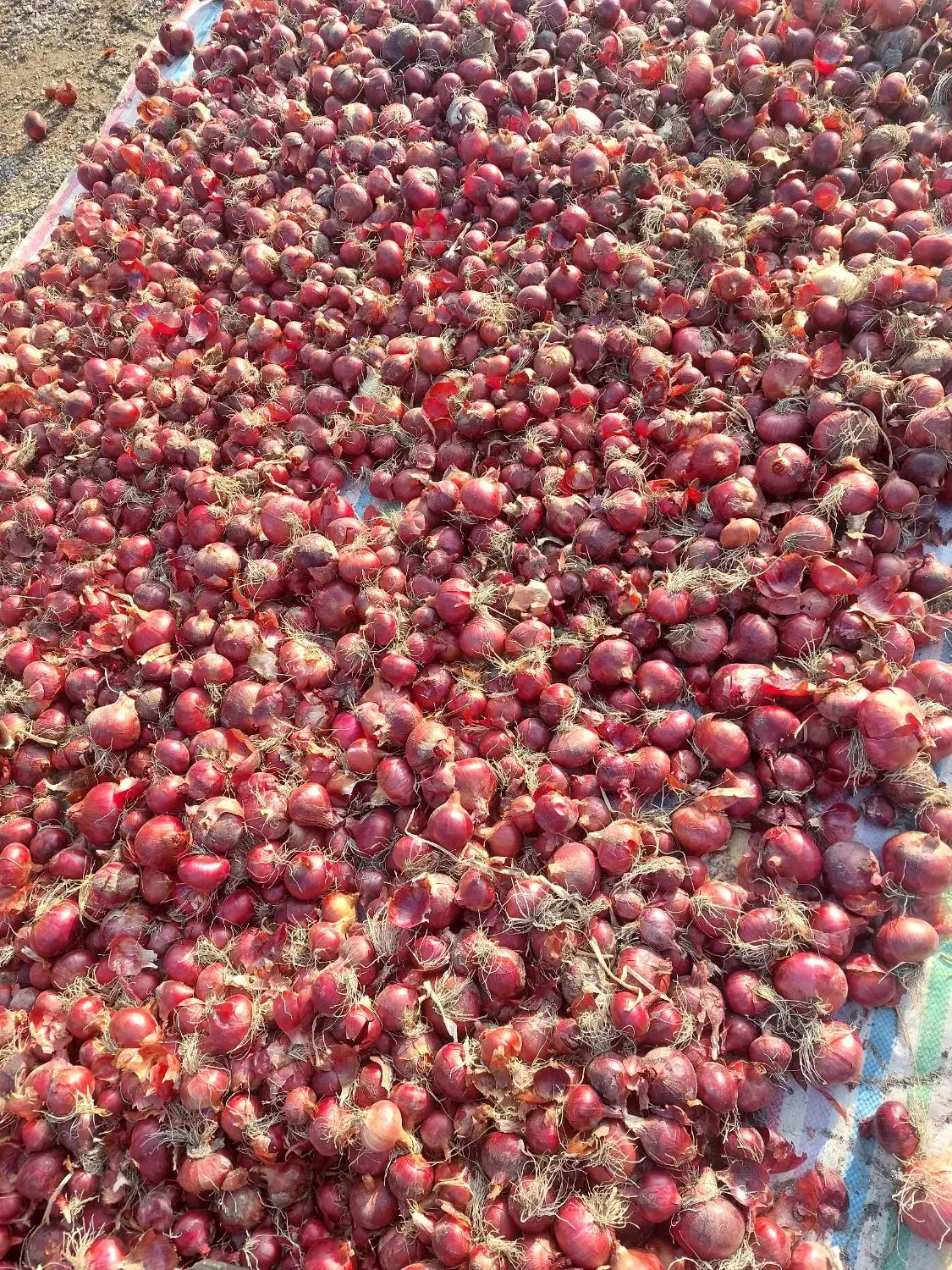 پباز|خوردنی و آشامیدنی|نوشین شهر, |دیوار