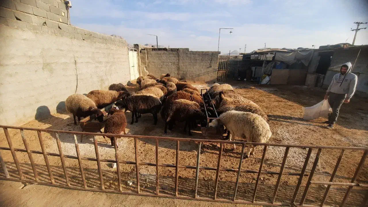 فروش گوسفند سالم و باکیفیت|حیوانات مزرعه|اصفهان, سرشبادران|دیوار