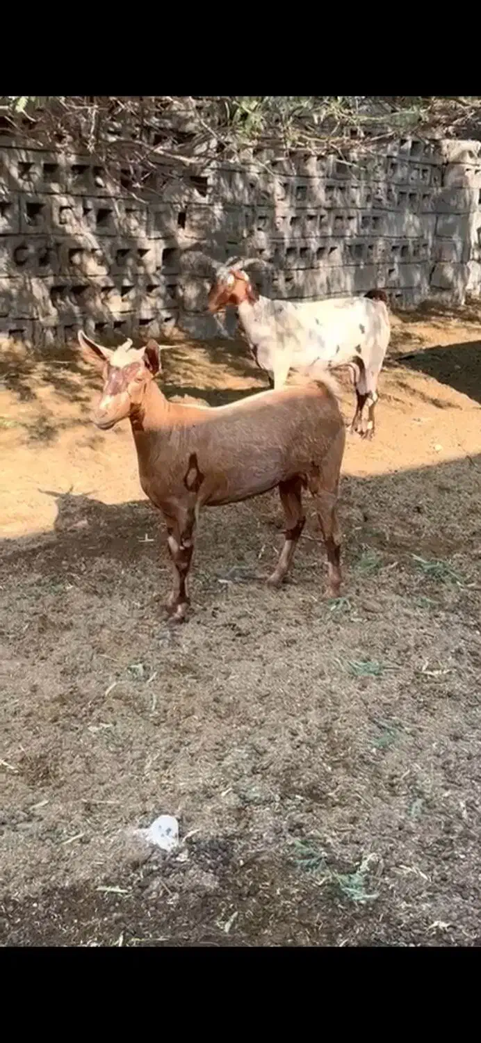 حیوان بز و گوسفند|حیوانات مزرعه|تفت, |دیوار