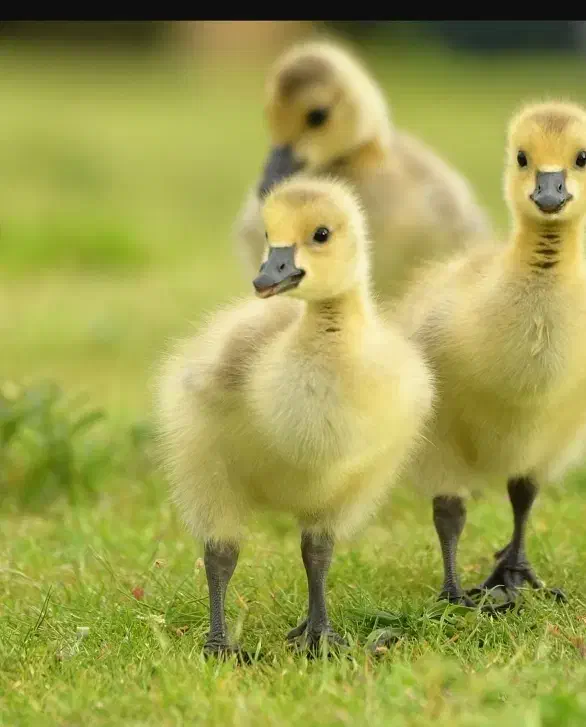 بچه غاز|حیوانات مزرعه|جویبار, |دیوار