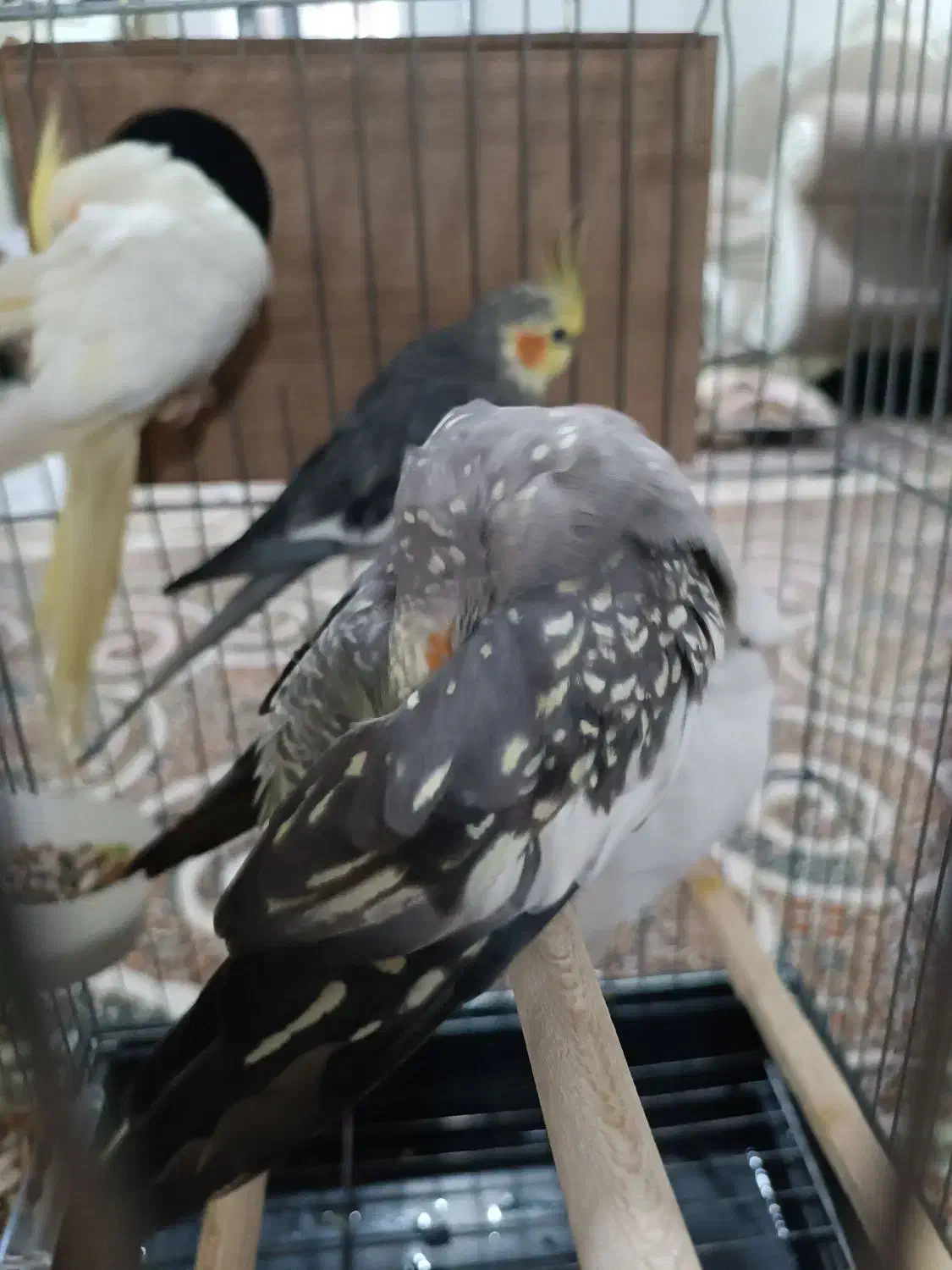 عروس هلندی|پرنده|پاکدشت, پاکدشت (مامازند)|دیوار