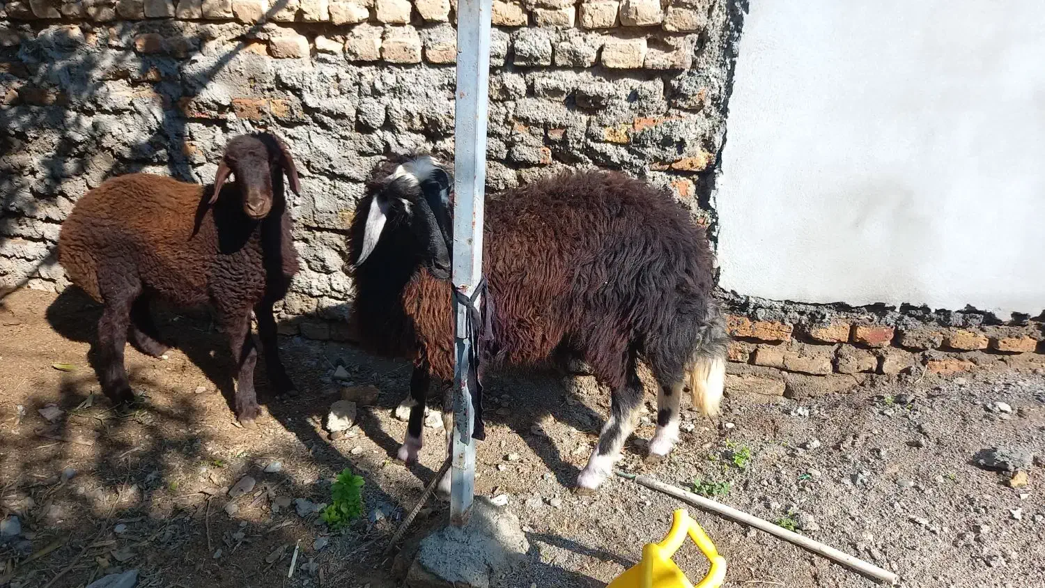 بره ماده توقلی|حیوانات مزرعه|آق قلا, |دیوار