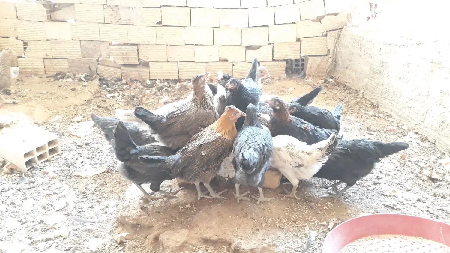 جوجه مرغ رسمی|حیوانات مزرعه|زارچ, |دیوار