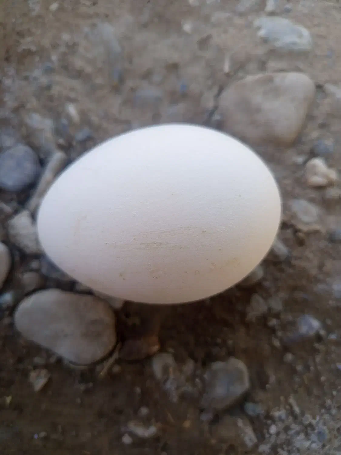 تخم غاز|پرنده|ایرانشهر, |دیوار