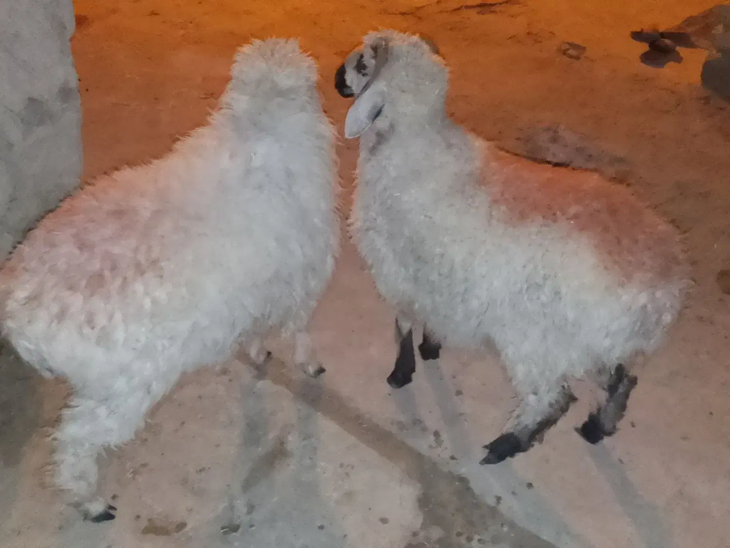 ۲بره نر و ماده بسیار چاق و چله|حیوانات مزرعه|زابل, |دیوار