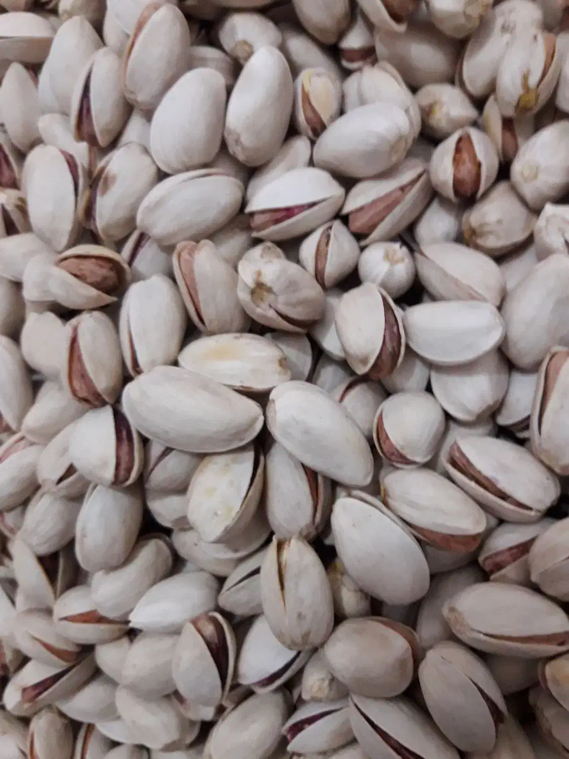 پسته ایلخچی امسال|خوردنی و آشامیدنی|ایلخچی, |دیوار