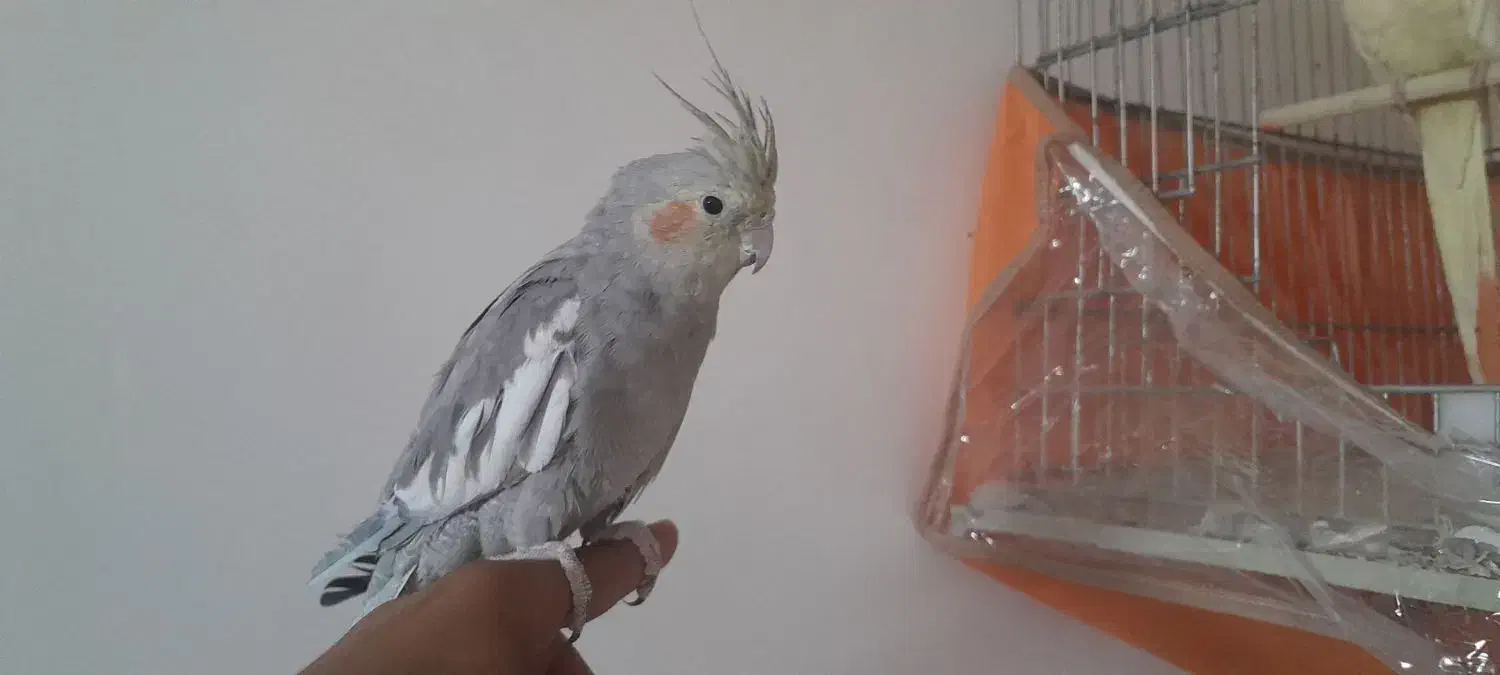 عروس هلندی|پرنده|بیرجند, |دیوار