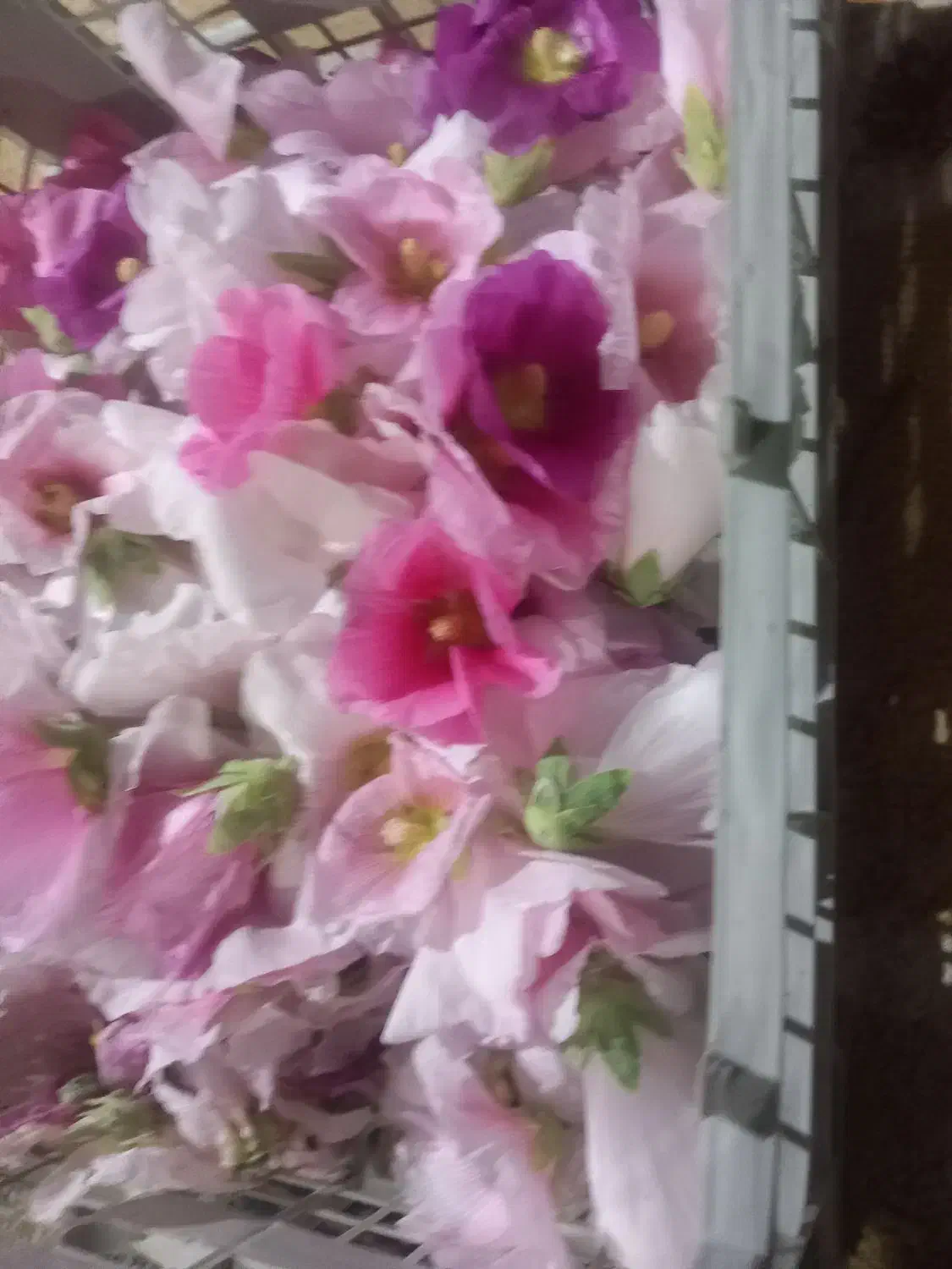 گل ختمی امساله|گل و گیاه طبیعی|شاهرود, |دیوار