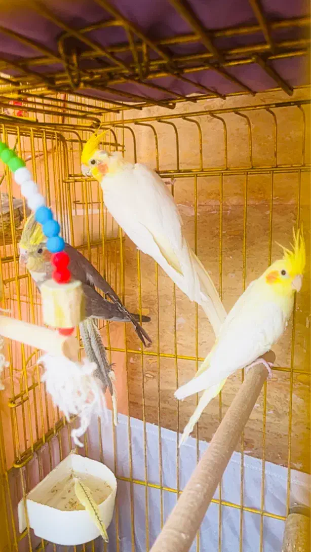 عروس هلندی طوطی بریزیلی|پرنده|هشتگرد, فاز ۳ مهستان|دیوار