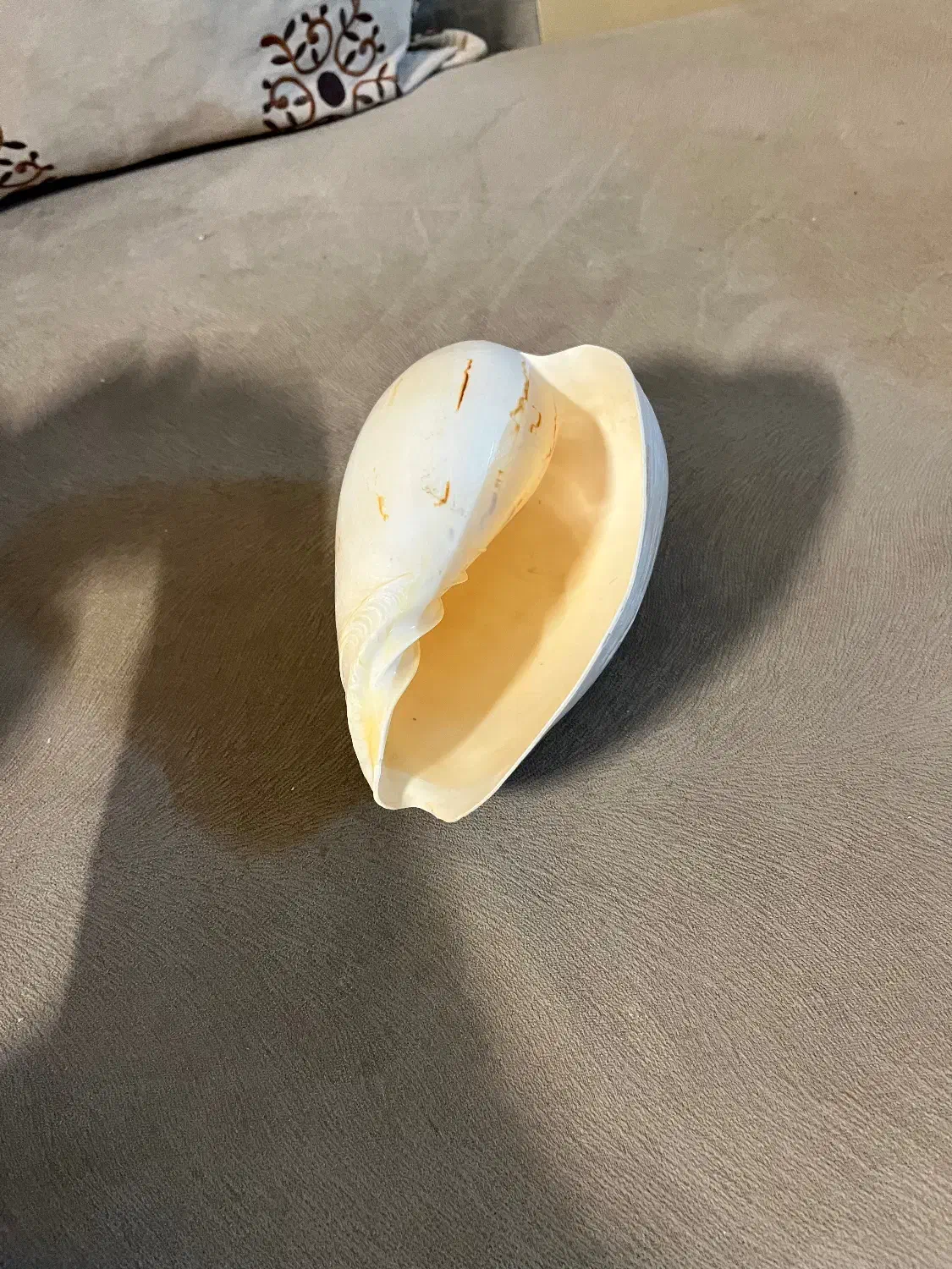 صدف بزرگ|صنایع دستی و سایر لوازم تزئینی|شیراز, کیان شهر|دیوار