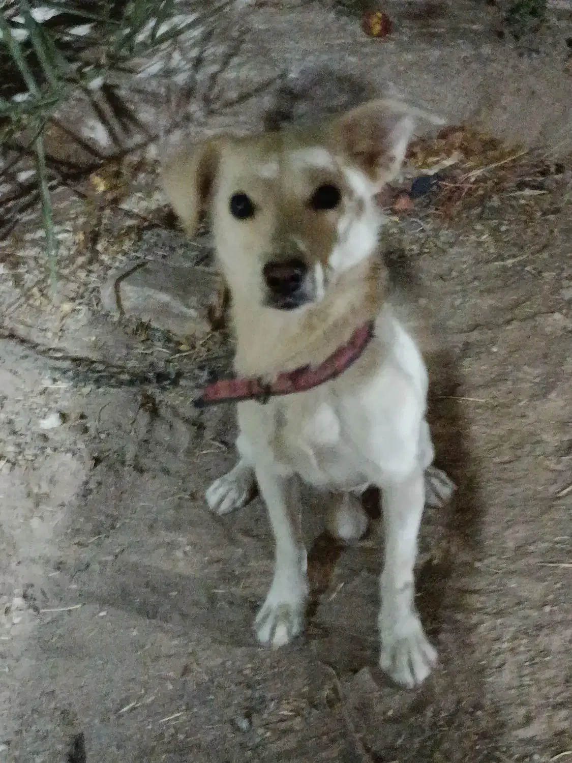 سگ پا کوتاه|سگ|اردکان, |دیوار