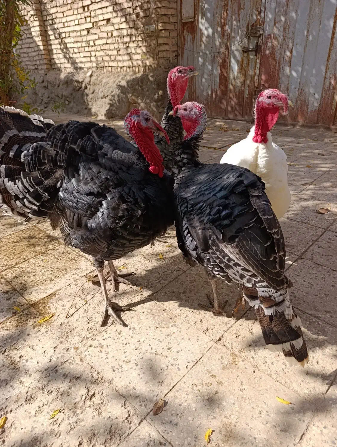 بوقلمون|حیوانات مزرعه|نیشابور, مازول|دیوار