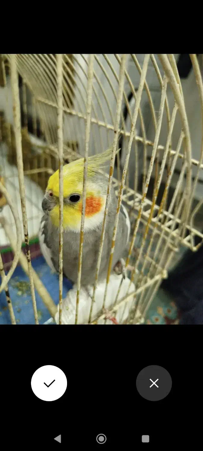 عروس هلندی|پرنده|لاهیجان, بازکیاگوراب|دیوار