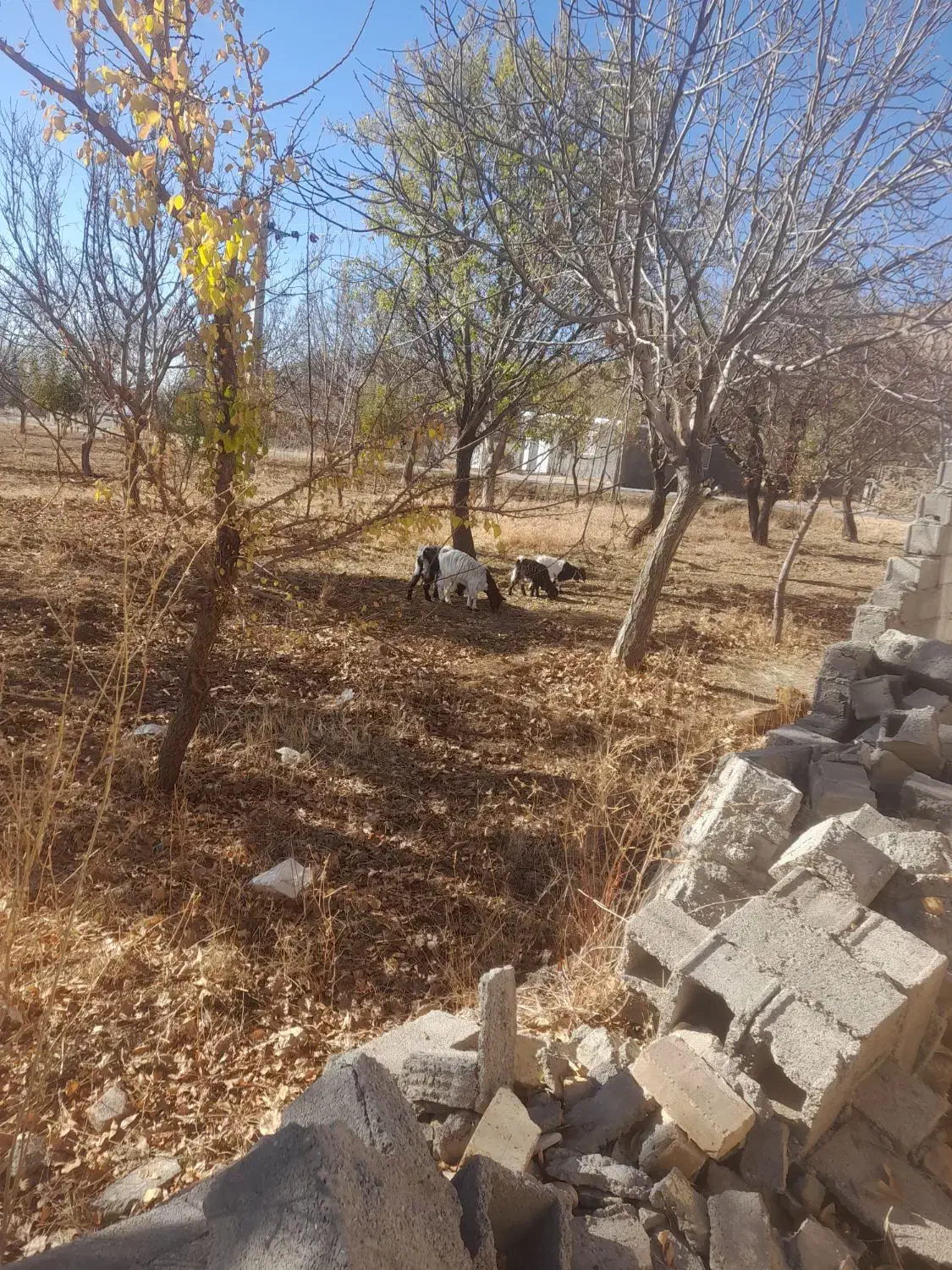 فروش بز و بزغاله|حیوانات مزرعه|قیدار, |دیوار