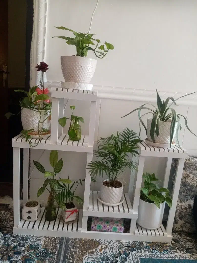 استند گل نو|گل و گیاه طبیعی|چغادک, |دیوار