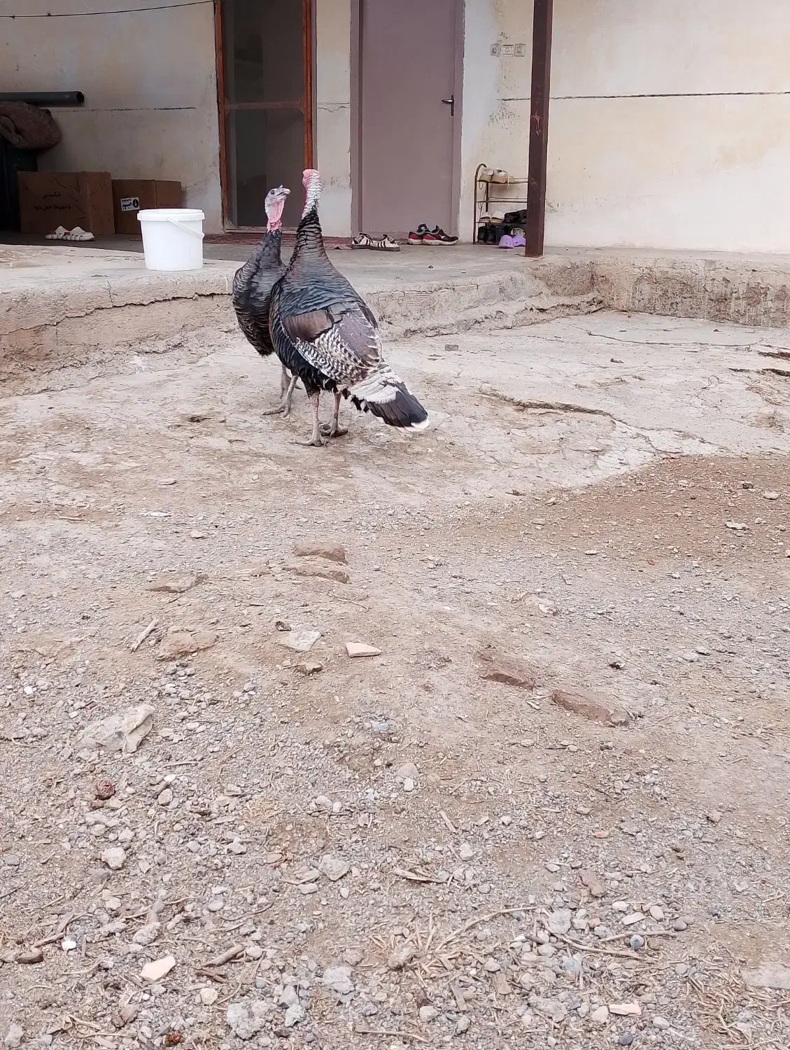 یه جفت بوقلمون برونز1ساله سرحال.|حیوانات مزرعه|مزرعه کتول, |دیوار