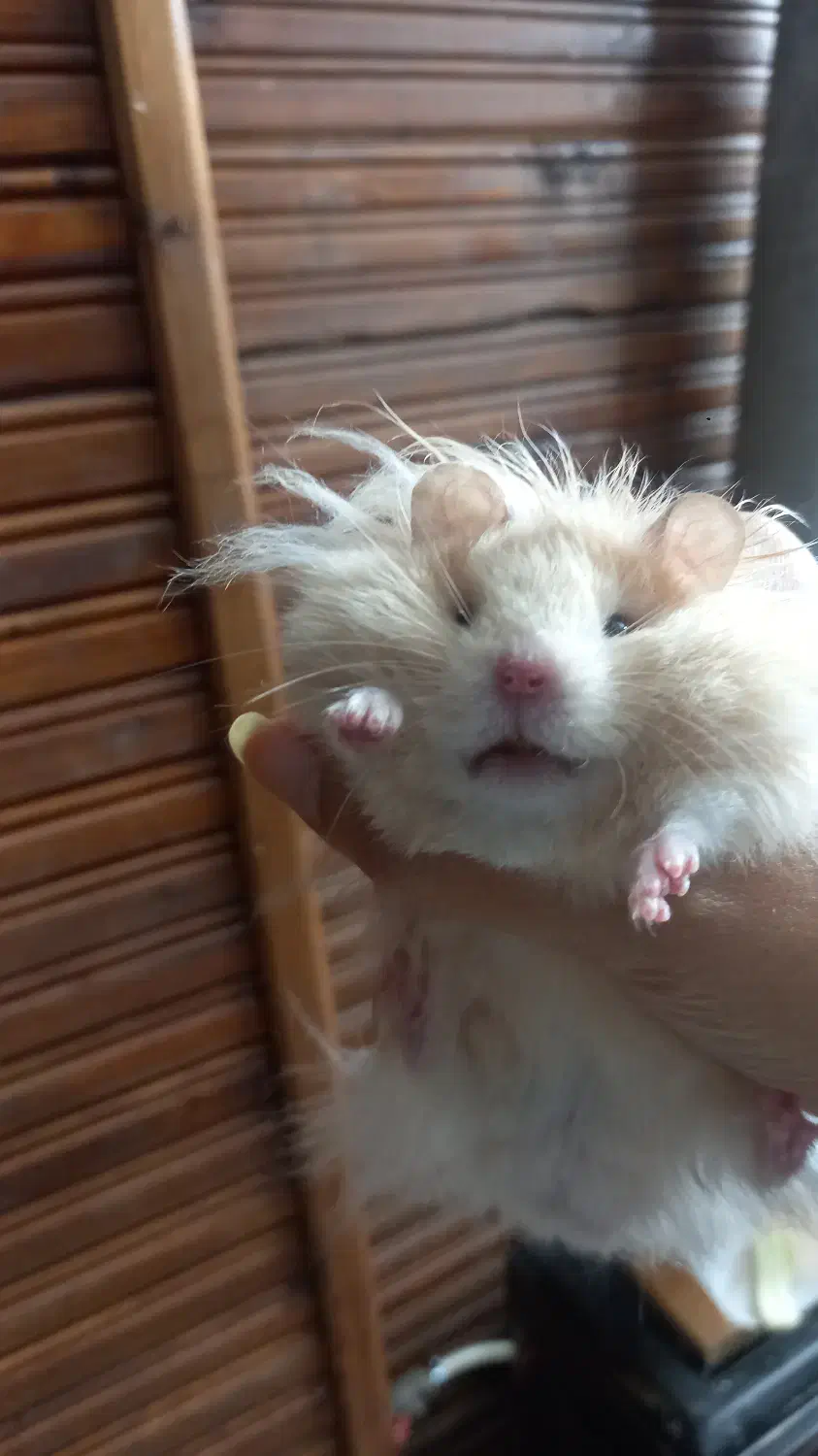 همستر خونگی فقط ۹۰ هزار تومن|موش و خرگوش|گتاب, |دیوار