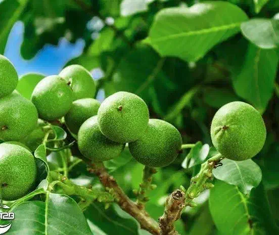 فروش درخت گردو لارا دیرگل|خدمات باغبانی و درختکاری|ارزوئیه, |دیوار