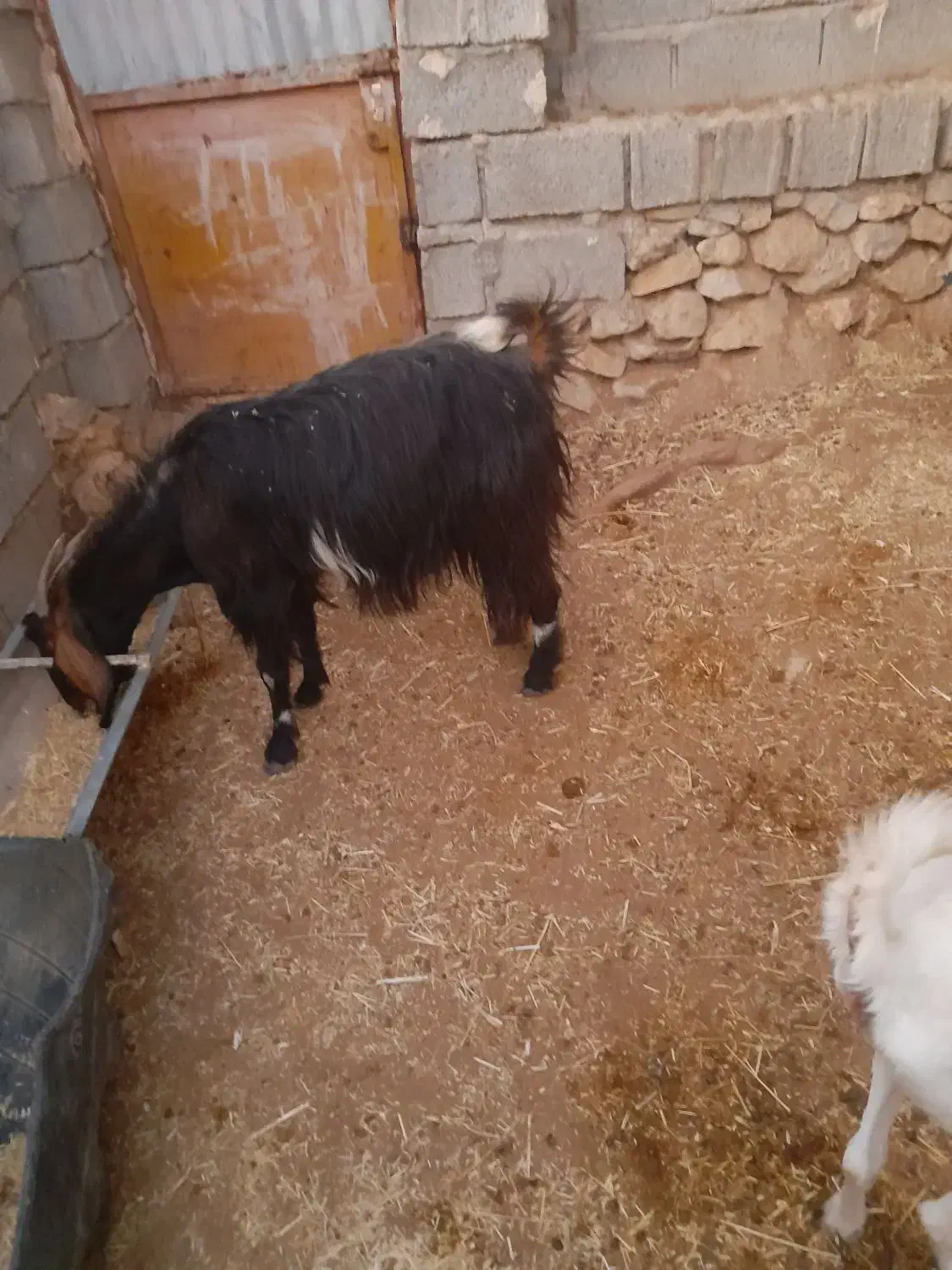 بز سانن با بز های محلی|حیوانات مزرعه|جره و بالاده, |دیوار