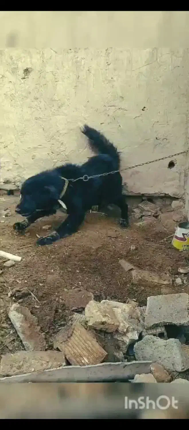 سگ گوسفندی|سگ|خمینیشهر, |دیوار