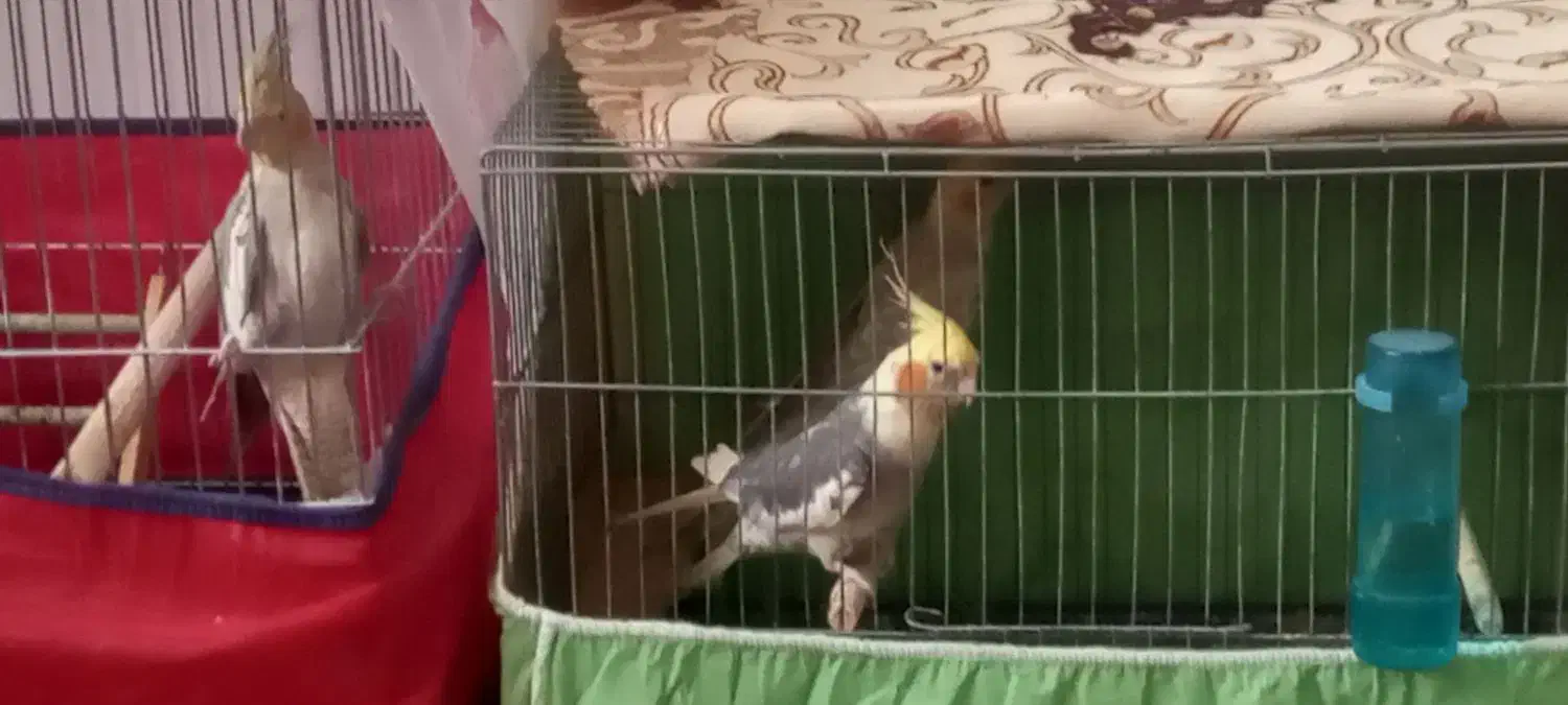 جفت عروس هلندی شرطی|پرنده|اراک, |دیوار