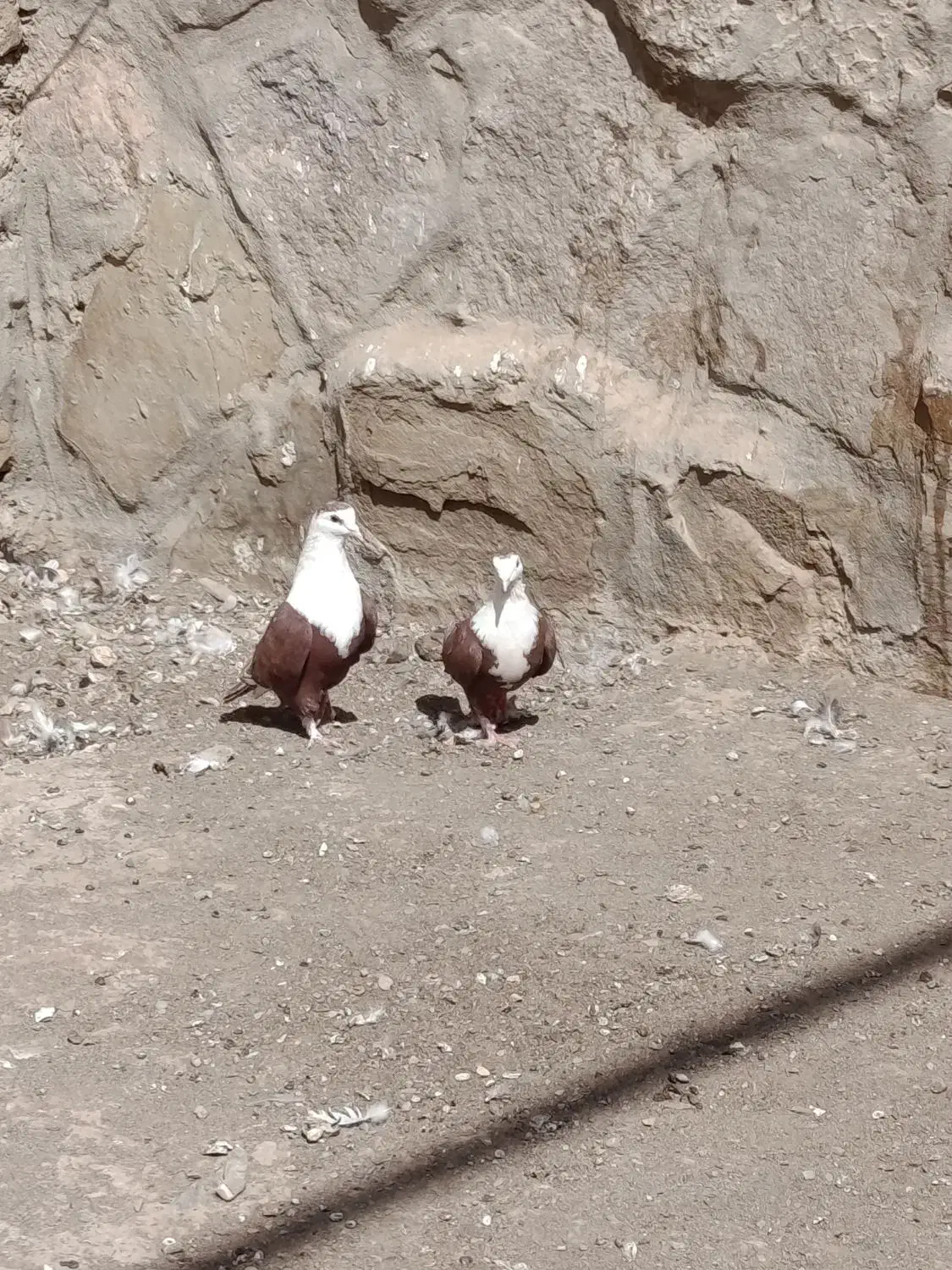 کفتر کلاغ کربلایی|پرنده|گلمکان, |دیوار