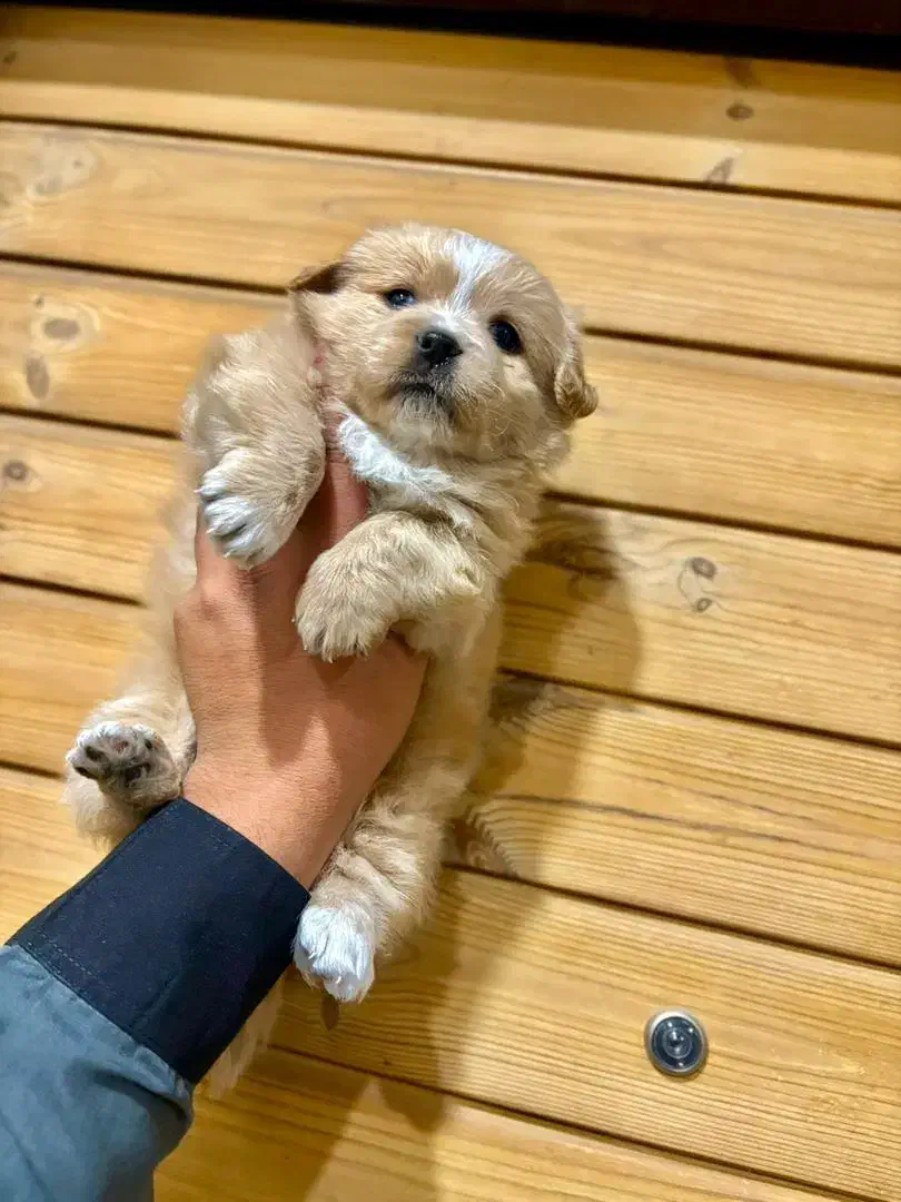 توله چشم دکمه ای فقط 2900|سگ|تهران, صادقیه|دیوار