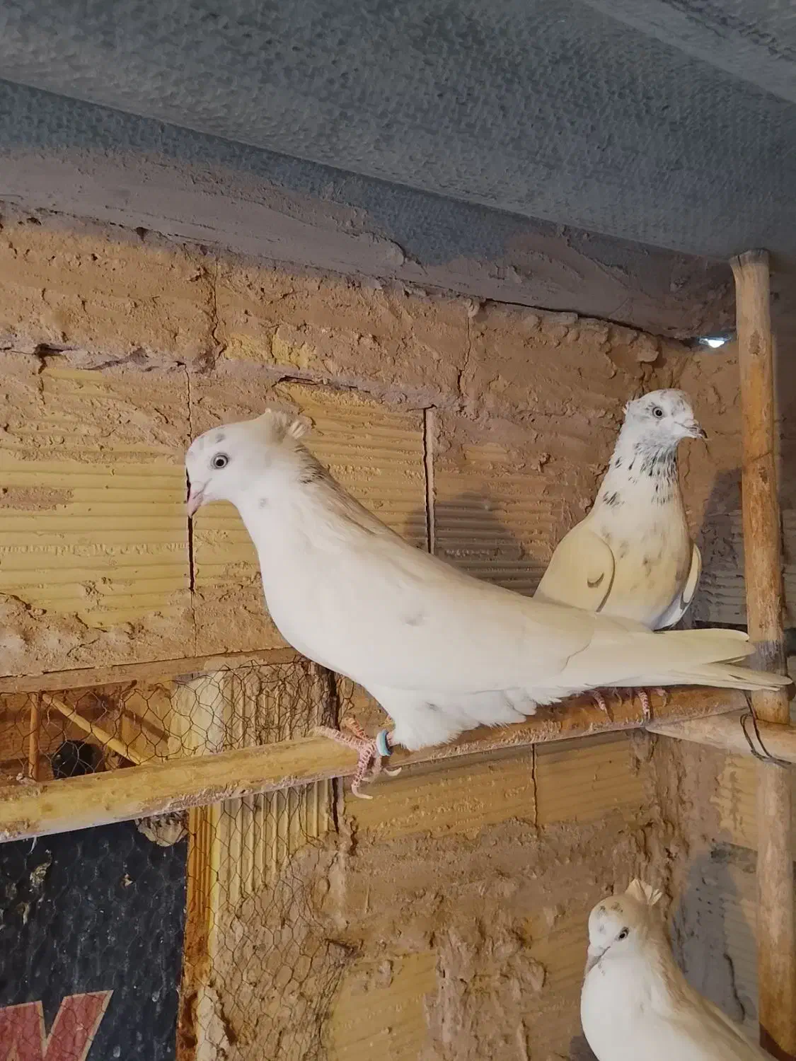 کبوتر پرشی به ضمانت|پرنده|قم, شهرک توانیر|دیوار