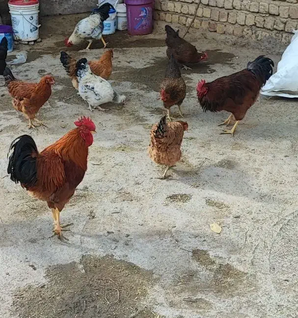 خروس فروشی|حیوانات مزرعه|دینور, |دیوار